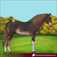 Horse Color:Liver Chestnut Tobiano Rabicano 