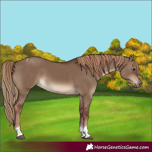 Horse Color:Liver Red Dun Tobiano Rabicano 