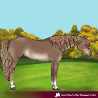 Horse Color:Liver Red Dun Tobiano Rabicano 