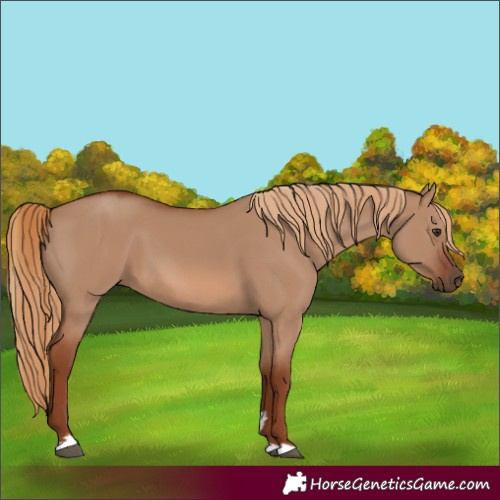 Horse Color:Red Dun 