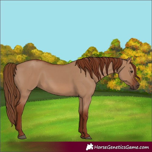 Horse Color:Red Dun