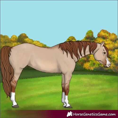 Horse Color:Red Dun 