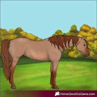 Horse Color:Red Dun
