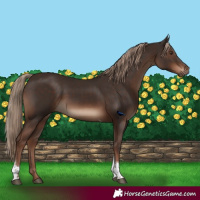 Horse Color:Liver Chestnut Tobiano Rabicano
