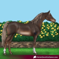 Horse Color:Liver Chestnut Tobiano Rabicano 