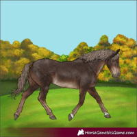 Horse Color:Liver Chestnut Tobiano Rabicano 