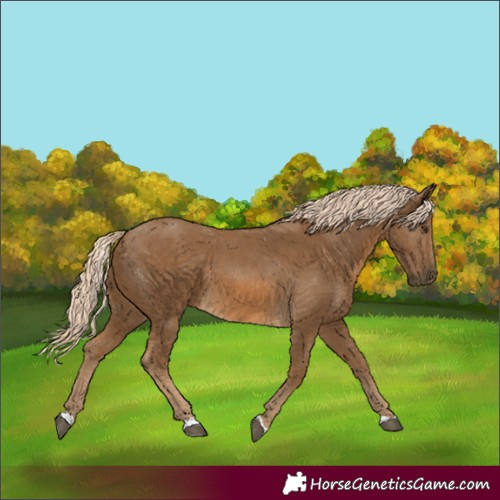 Horse Color:Chocolate Palomino 