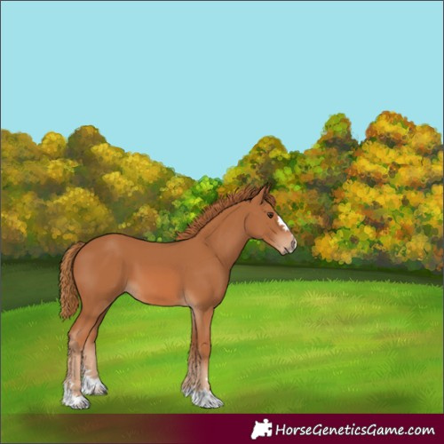 Horse Color:Chestnut 