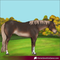 Horse Color:Liver Chestnut Tobiano Rabicano 
