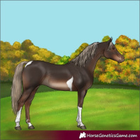 Horse Color:Liver Chestnut Tobiano Rabicano