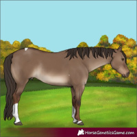 Horse Color:Liver Red Dun Tobiano Rabicano 