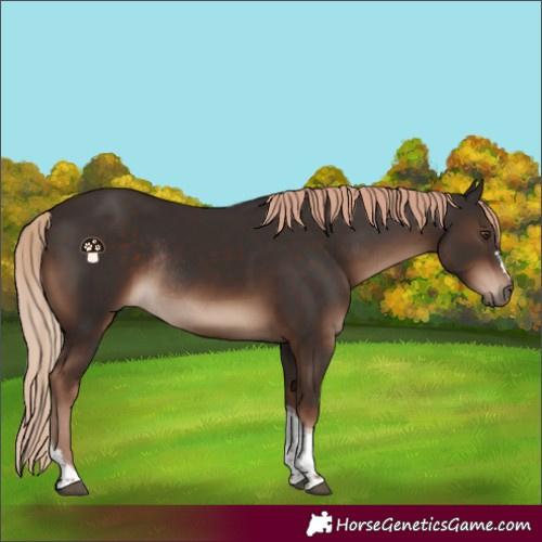 Horse Color:Liver Chestnut Tobiano Rabicano 