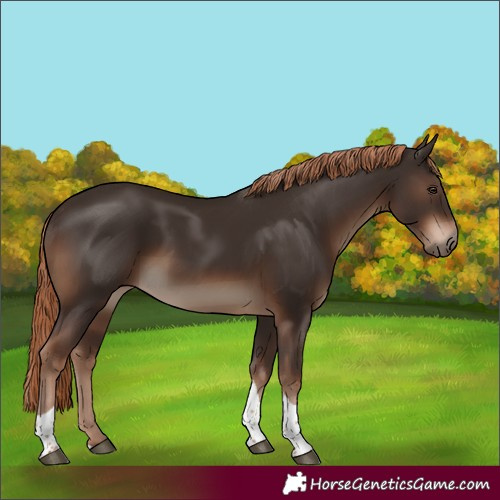 Horse Color:Liver Chestnut Tobiano Rabicano 
