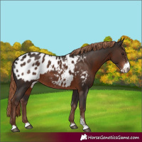 Horse Color:Liver Chestnut Sabino Blanket Rabicano 