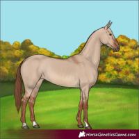 Horse Color:Red Dun Rabicano 