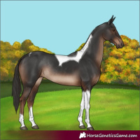Horse Color:Liver Chestnut Tobiano Rabicano
