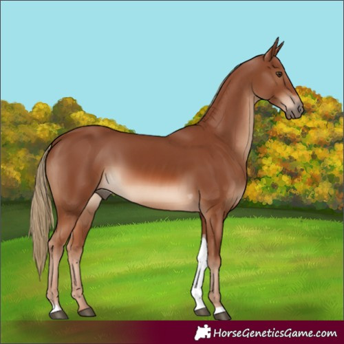 Horse Color:Chestnut Tobiano Rabicano 
