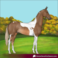 Horse Color:Chocolate Palomino Tobiano Rabicano 