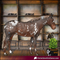 Horse Color:White Spotted Liver Chestnut Appaloosa Rabicano 