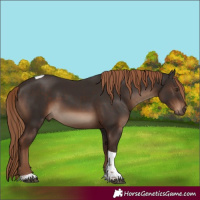 Horse Color:Liver Chestnut Tobiano Rabicano 