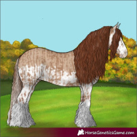 Horse Color:Red Dun Splash  and Red Dun Splash 