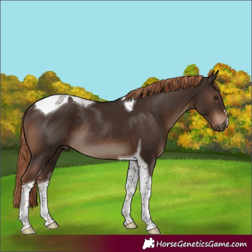 Horse Color:Liver Chestnut Tobiano Rabicano