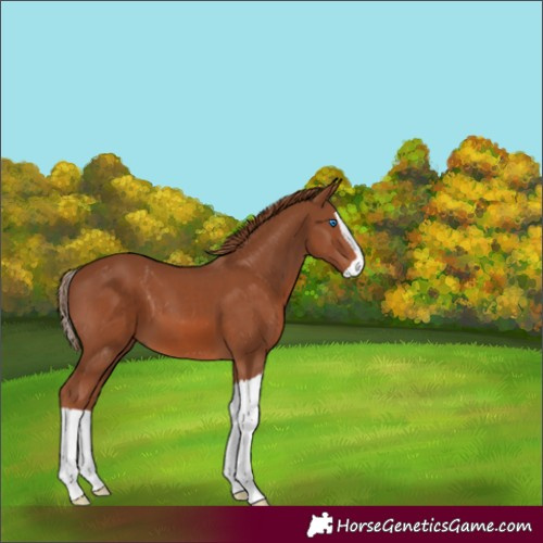 Horse Color:Chestnut Splash 