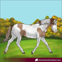 Horse Color:Red Dun Splash and Red Dun Splash