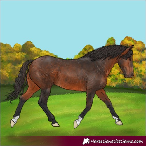 Horse Color:Bay 