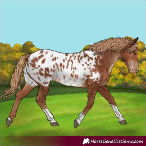 Horse Color:Chestnut Tobiano Near Leopard Rabicano 