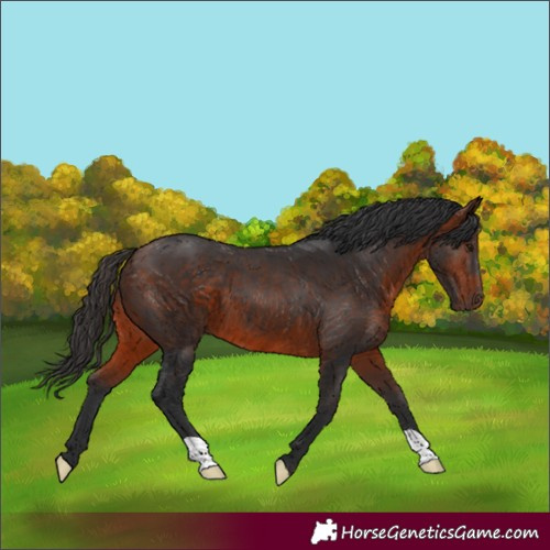 Horse Color:Bay 