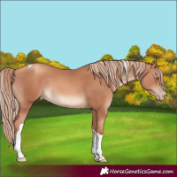 Horse Color:Gold Champagne Tobiano Rabicano