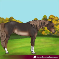 Horse Color:Liver Chestnut Tobiano Rabicano 