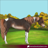 Horse Color:Liver Chestnut Tobiano Rabicano 