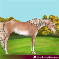 Horse Color:Gold Champagne Tobiano Rabicano