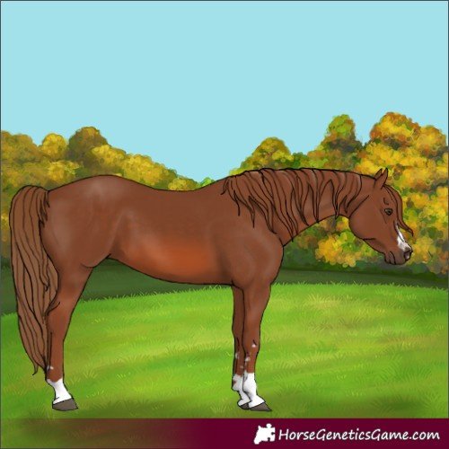 Horse Color:Unknown 