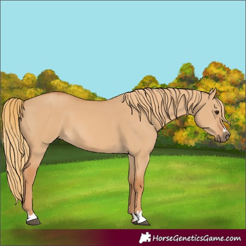 Horse Color:Unknown 