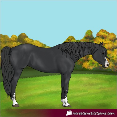 Horse Color:Unknown 