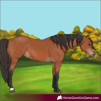Horse Color:Unknown 