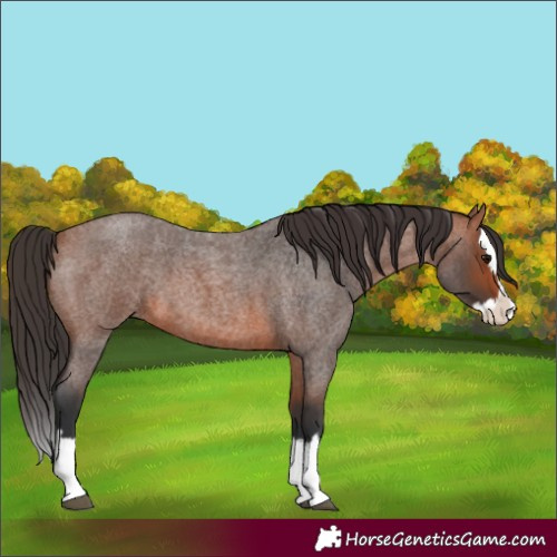 Horse Color:Bay Roan Splash