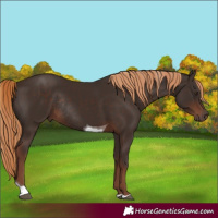 Horse Color:Liver Chestnut Tobiano Rabicano