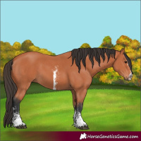 Horse Color:Unknown 
