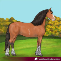 Horse Color:Unknown 