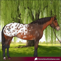 Horse Color:Bay Appaloosa 
