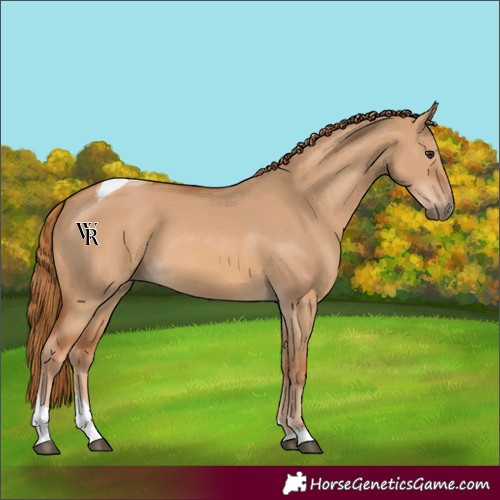 Horse Color:Unknown 