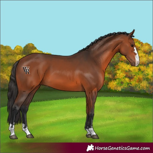 Horse Color:Unknown 