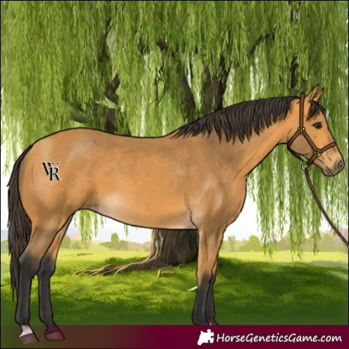 Horse Color:Buckskin 