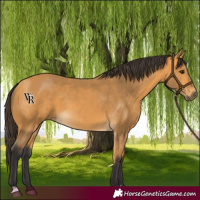 Horse Color:Buckskin 