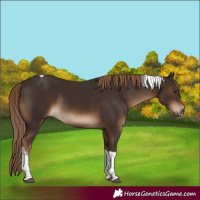 Horse Color:Liver Chestnut Tobiano Rabicano 