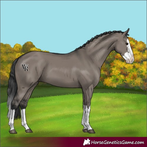 Horse Color:Unknown 